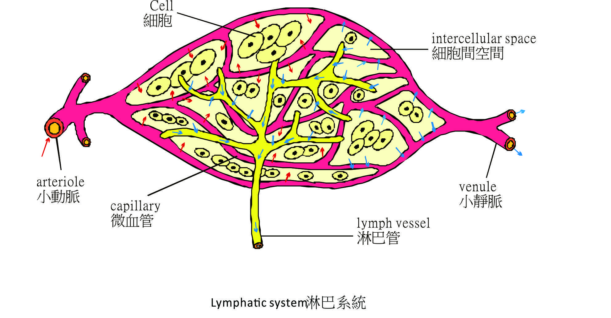 lymph